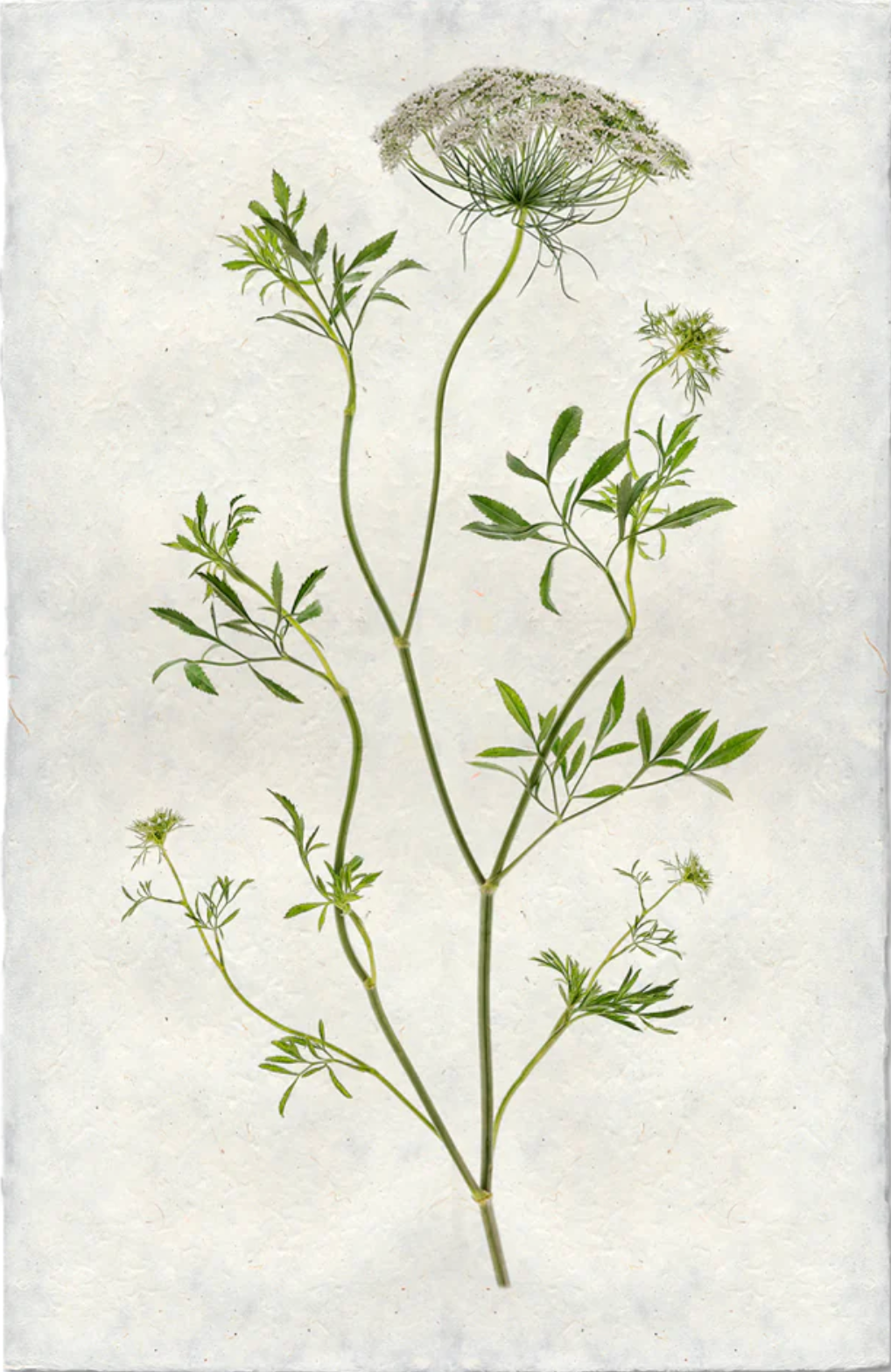 Queen Anne's Lace