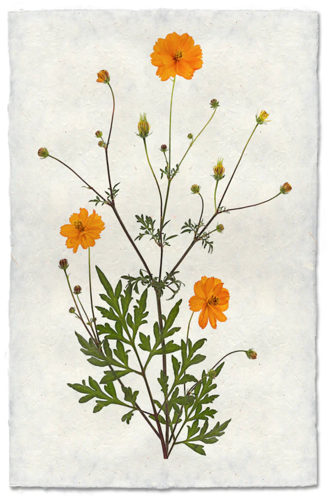 Cosmos
