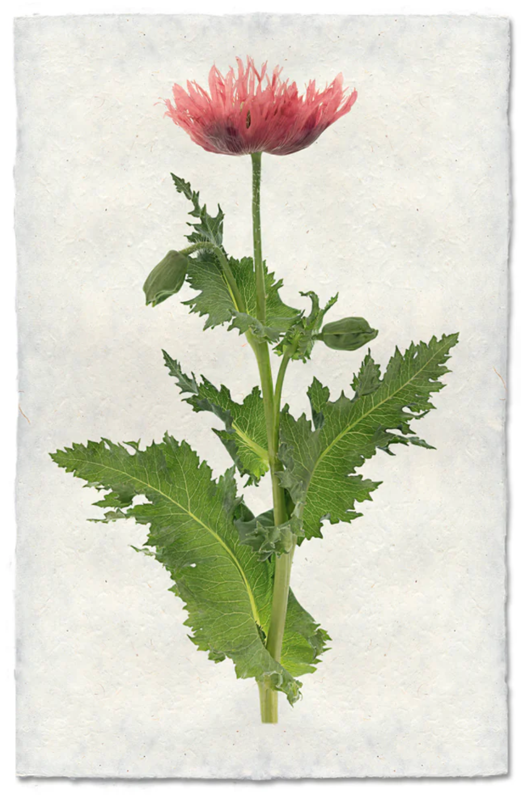 Single Poppy #6