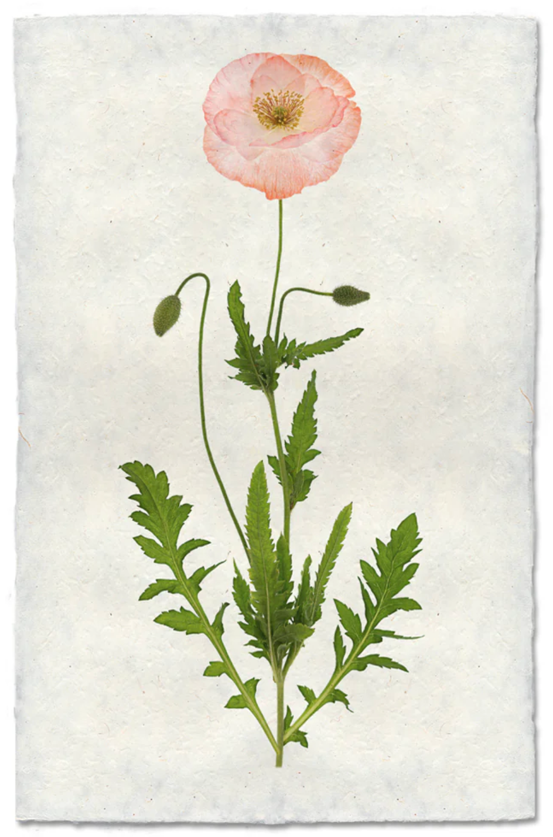 Single Poppy #5