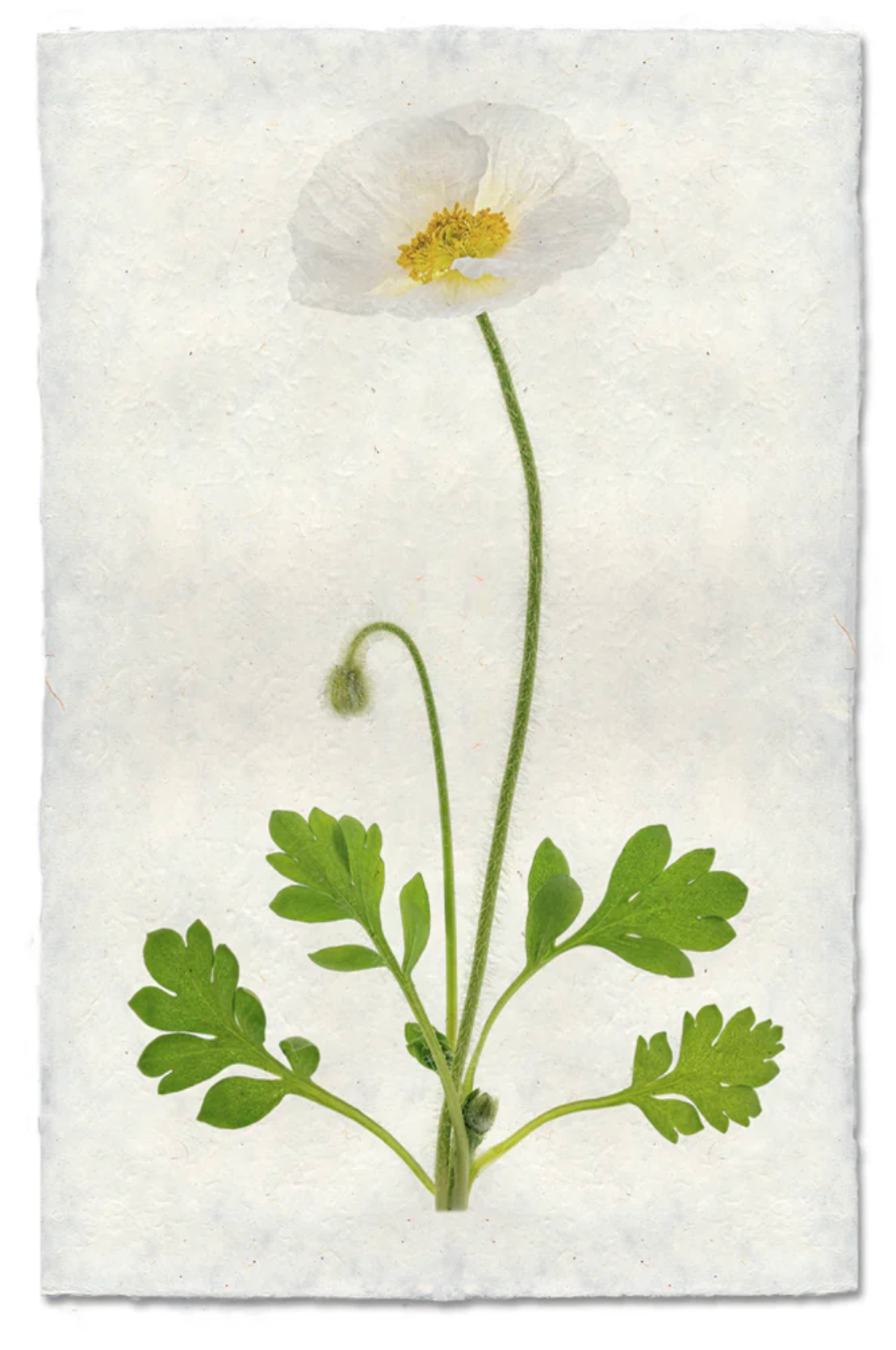 Single Poppy #4