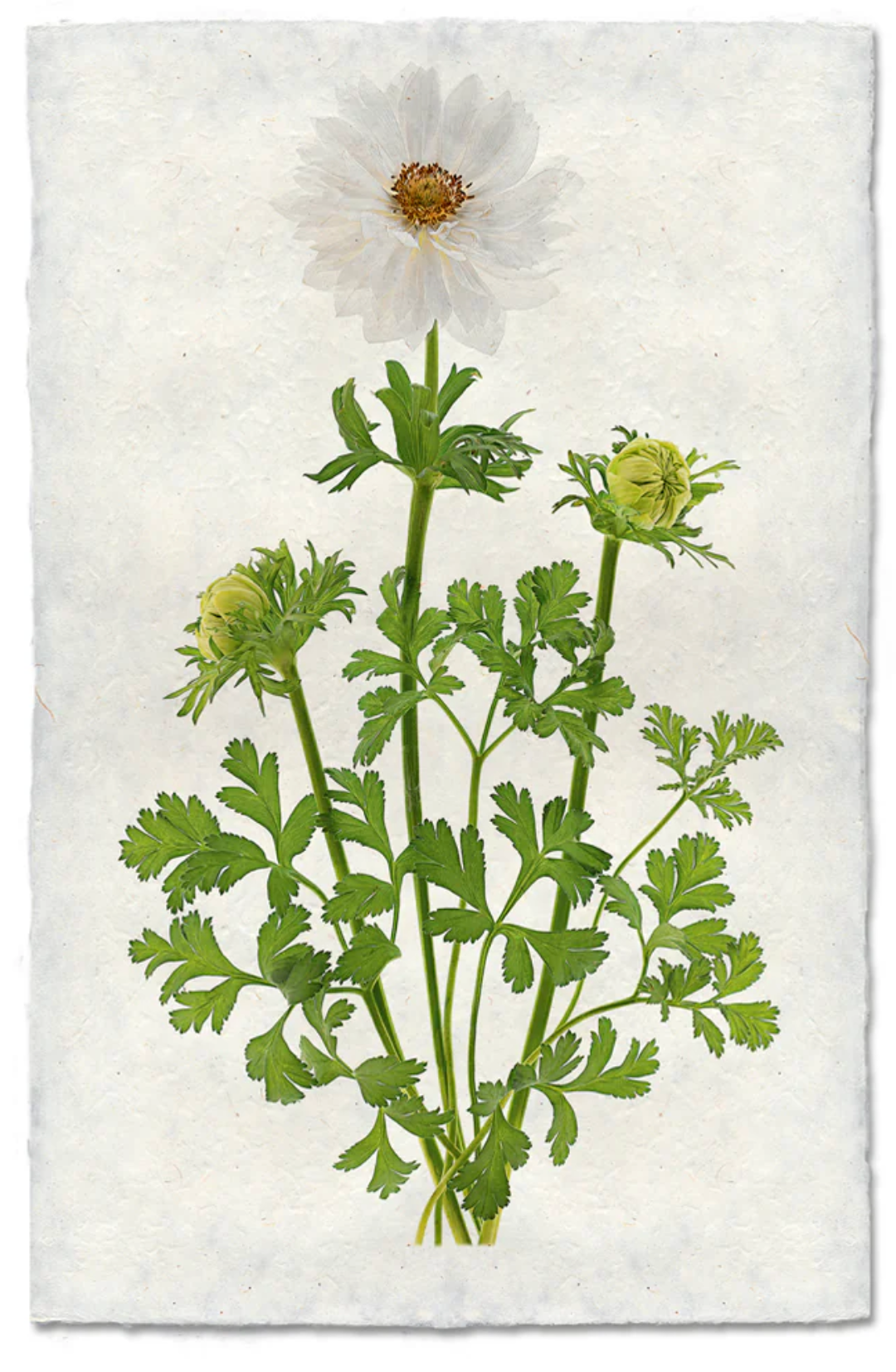 Double White Anemone