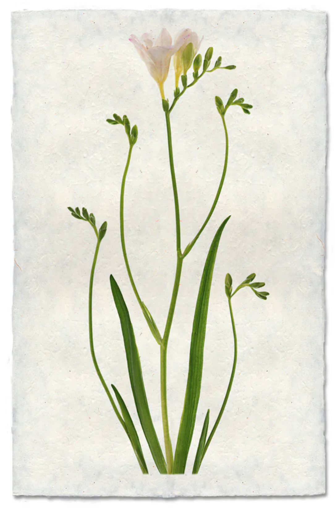 Freesia