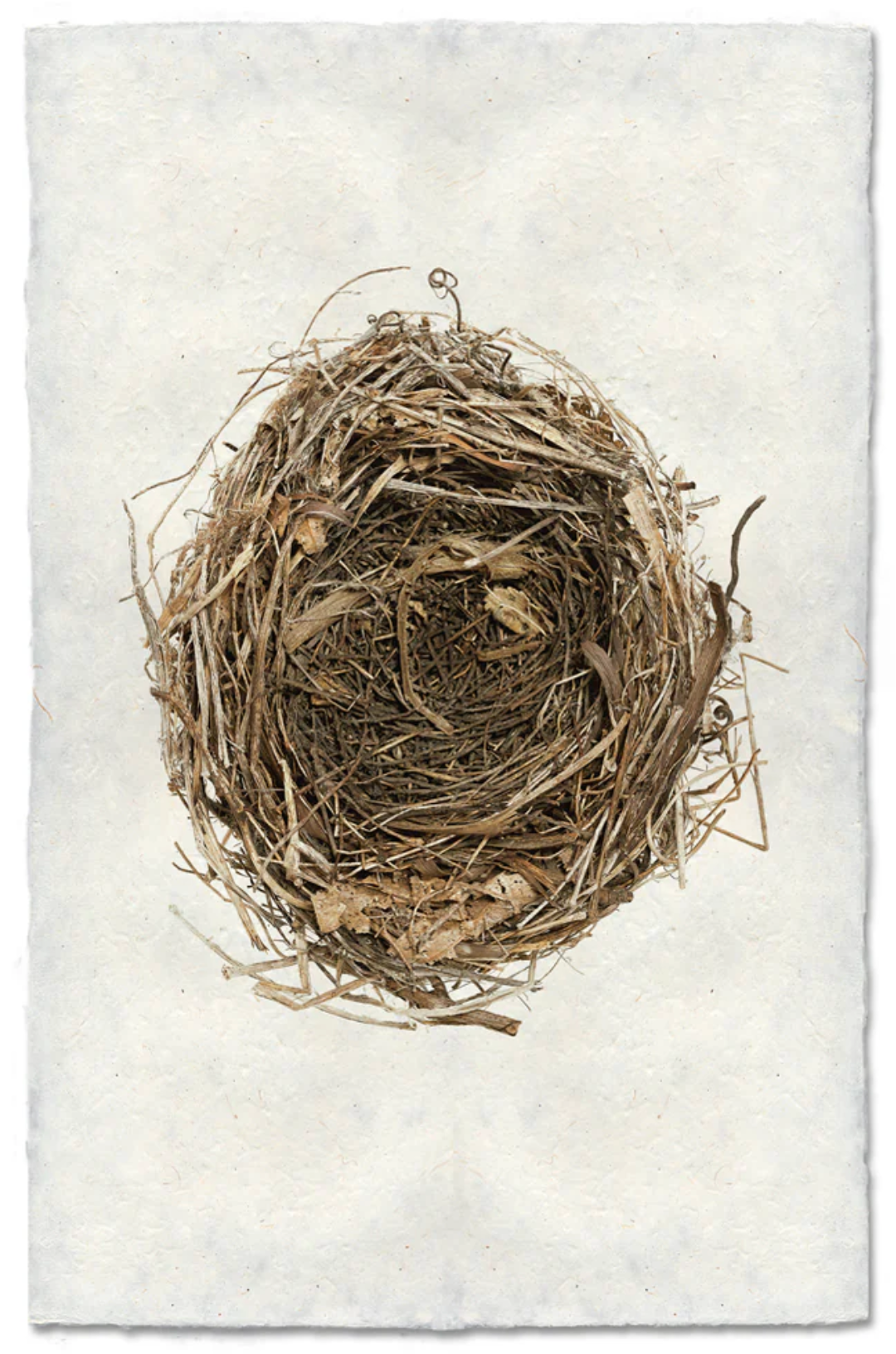 Cardinal's Nest
