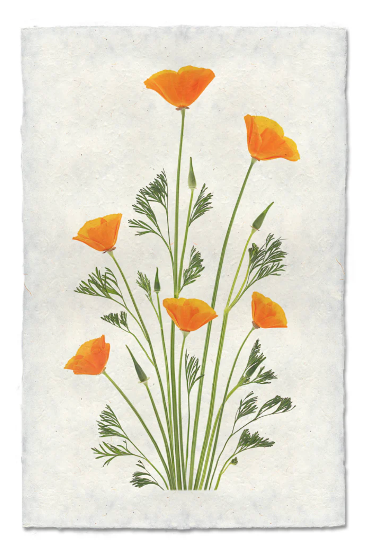 Blooming Poppies #2