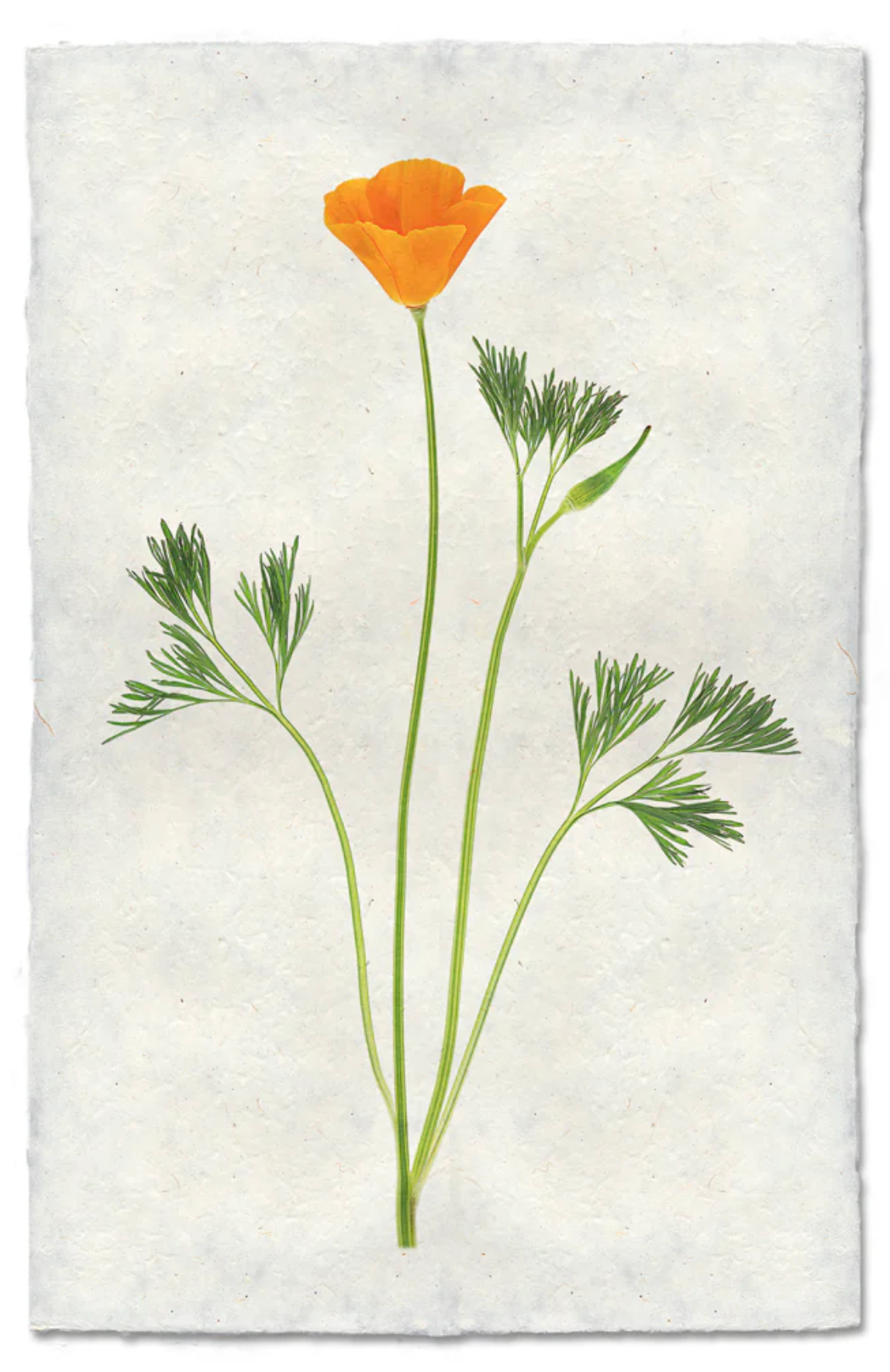 Single Poppy #1