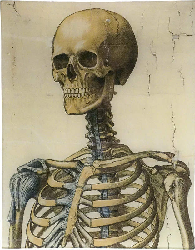 John Derian | Skeleton - 11x14" Rectangle Tray