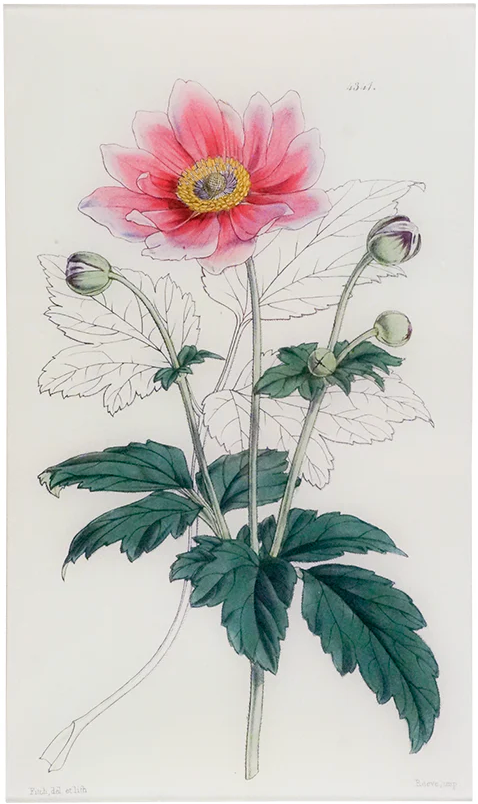John Derian | Anemone Japonica Pink (William Curtis Botanicals) 9 x 16.25" Rectangle Tray