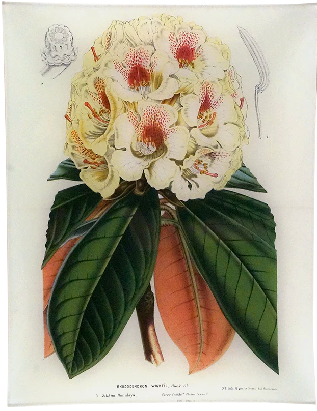 John Derian | Rhododendron Wight- 10x13" Rectangle Tray