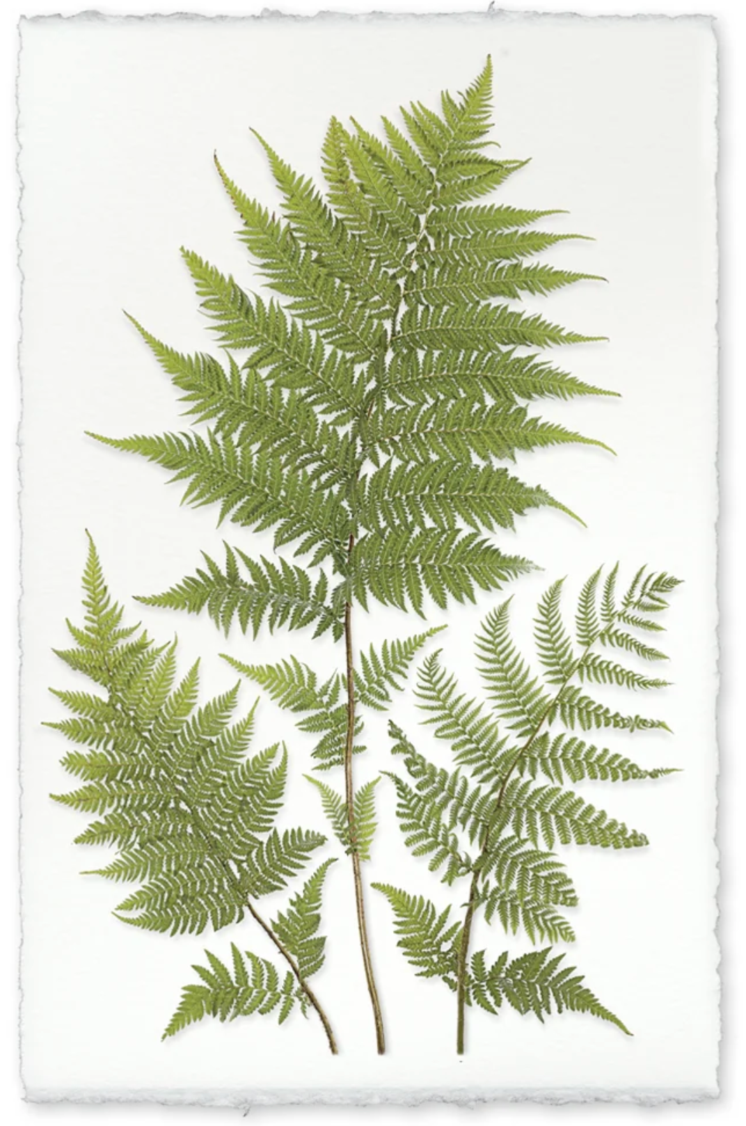Lacy Tree Ferns