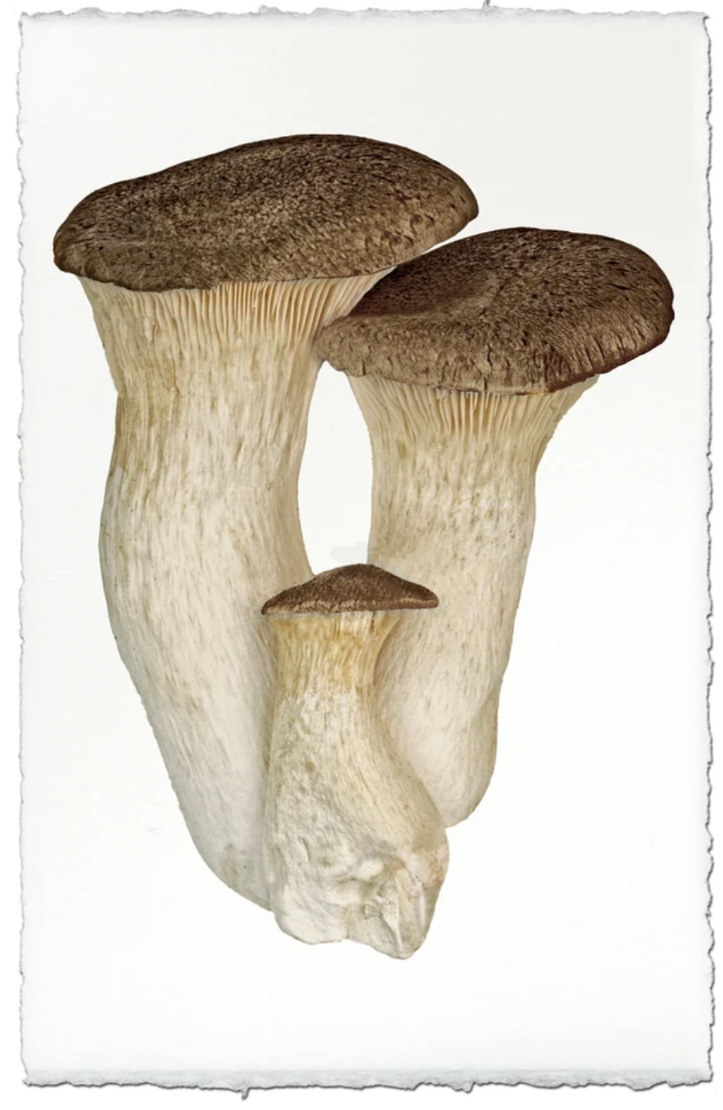 King Trumpet Mushroom