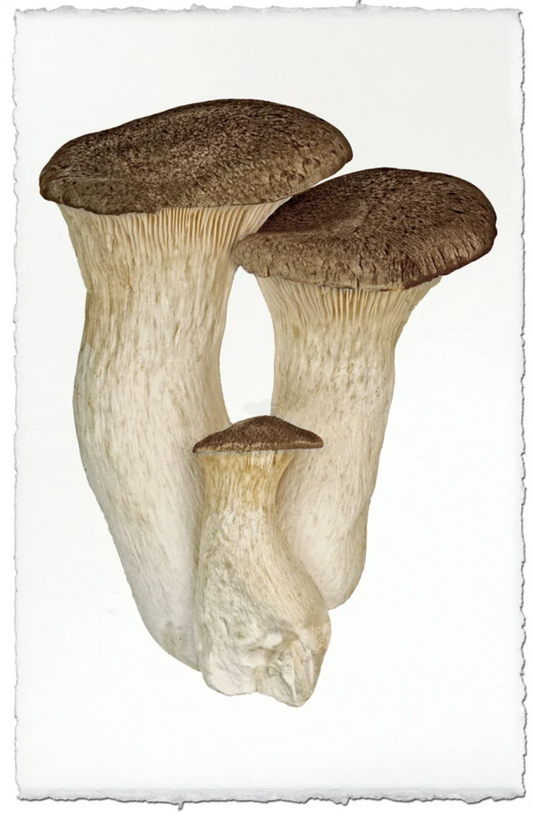 King Trumpet Mushroom