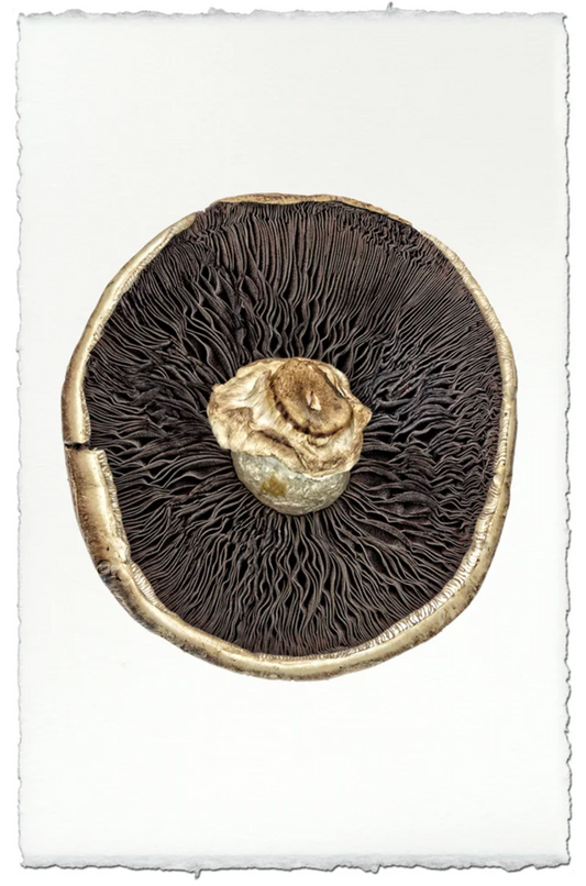 Portabello Mushroom #2