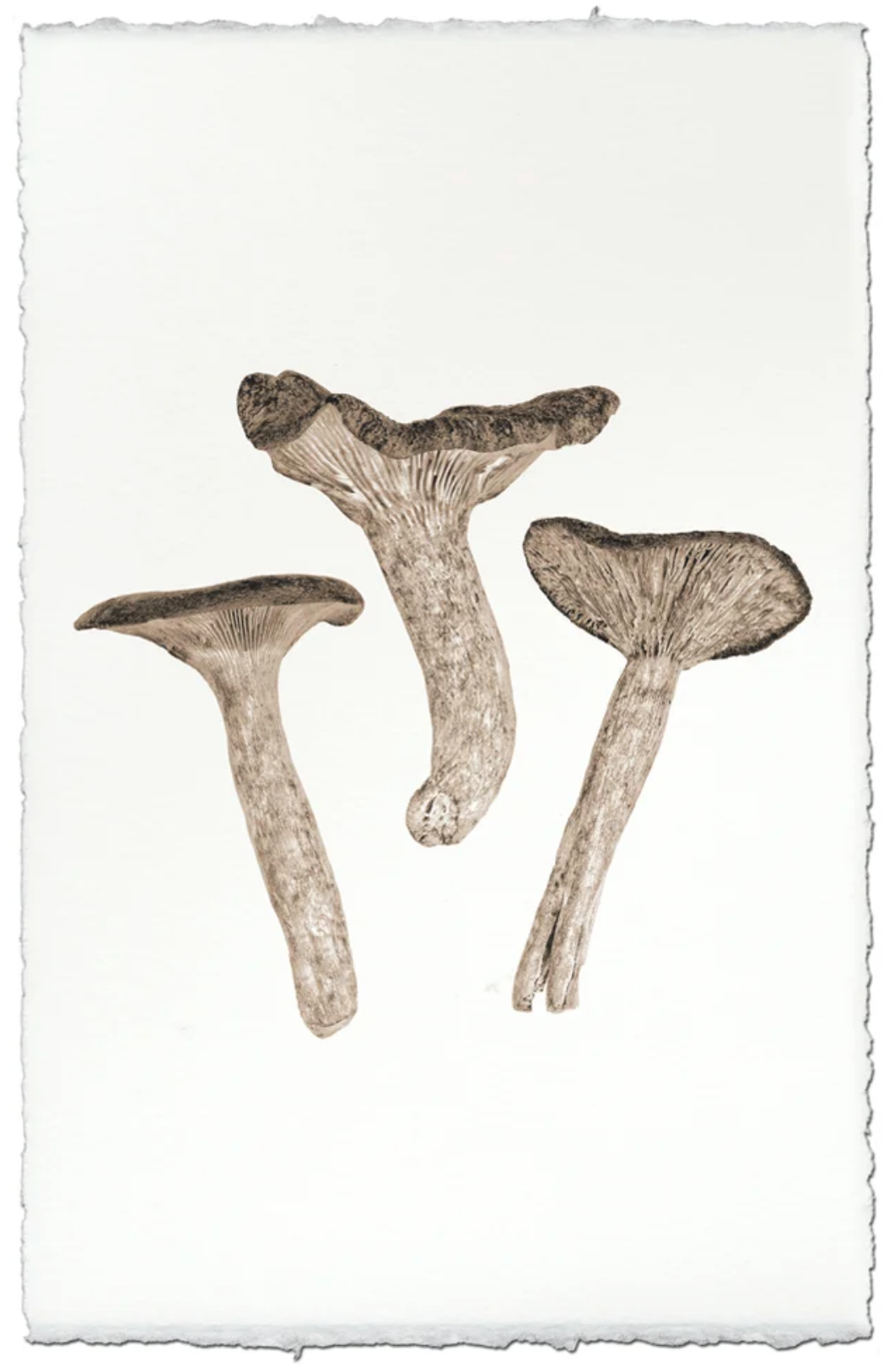 Candy Cap Mushroom