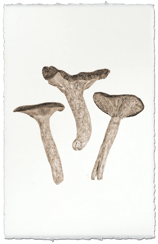 Candy Cap Mushroom