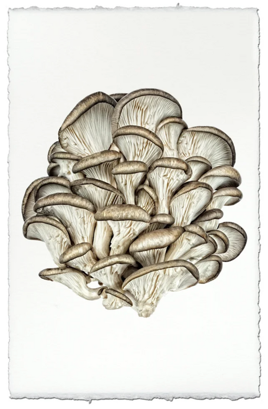 Tree Oyster Mushroom