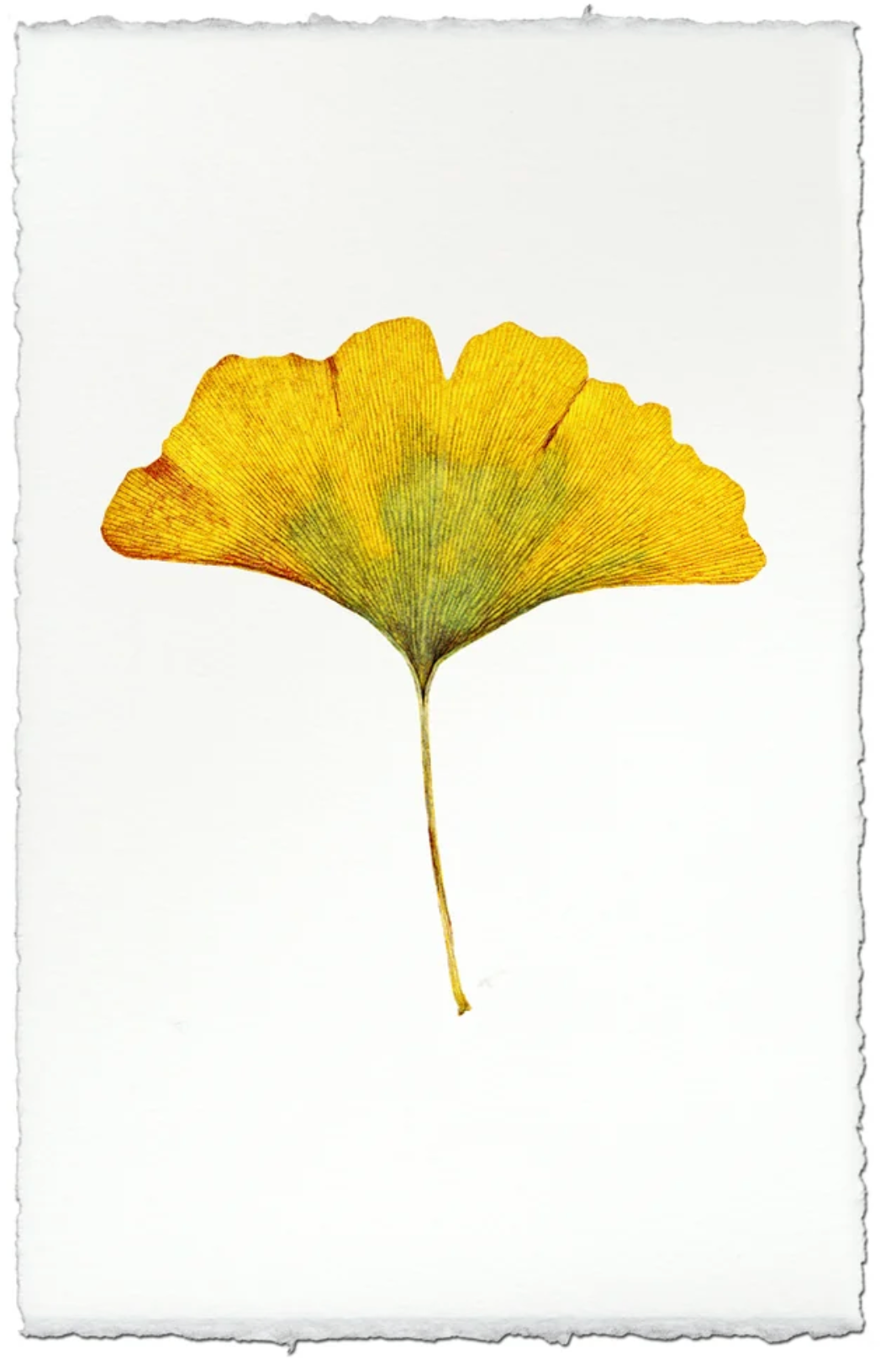 Yellow Gingko