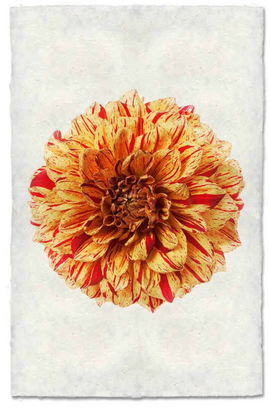 Gloriosa