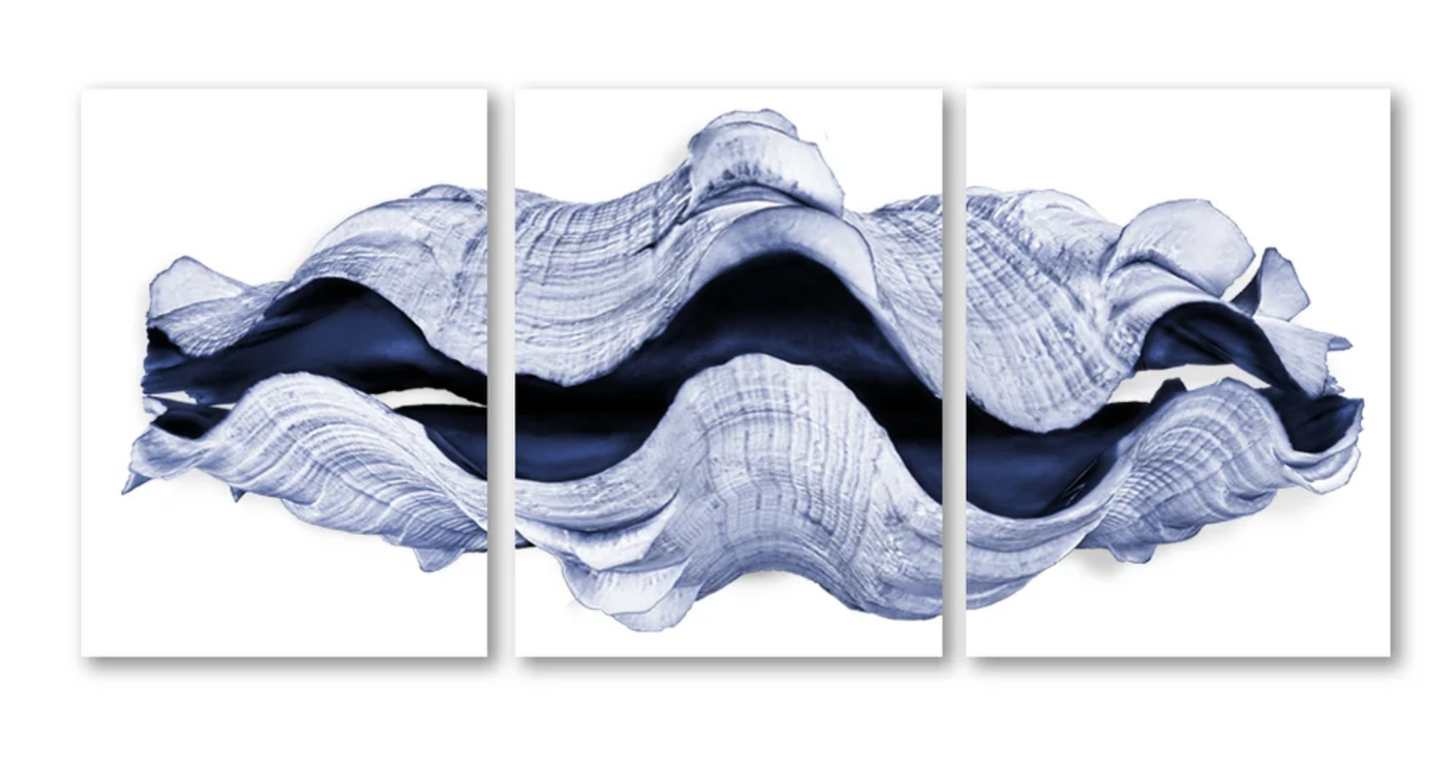 Giant Clam Trilogy Triptych