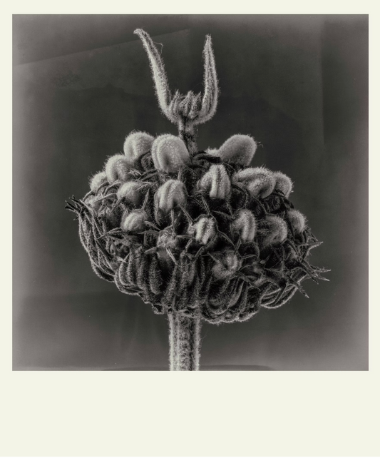 Flower Detail #6 by Eammon J. McCabe