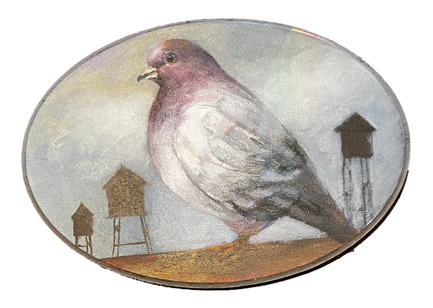 "Carroll" Pigeon