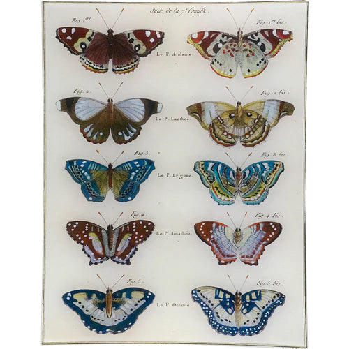 John Derian | Butterflies 29 10x13 Tray