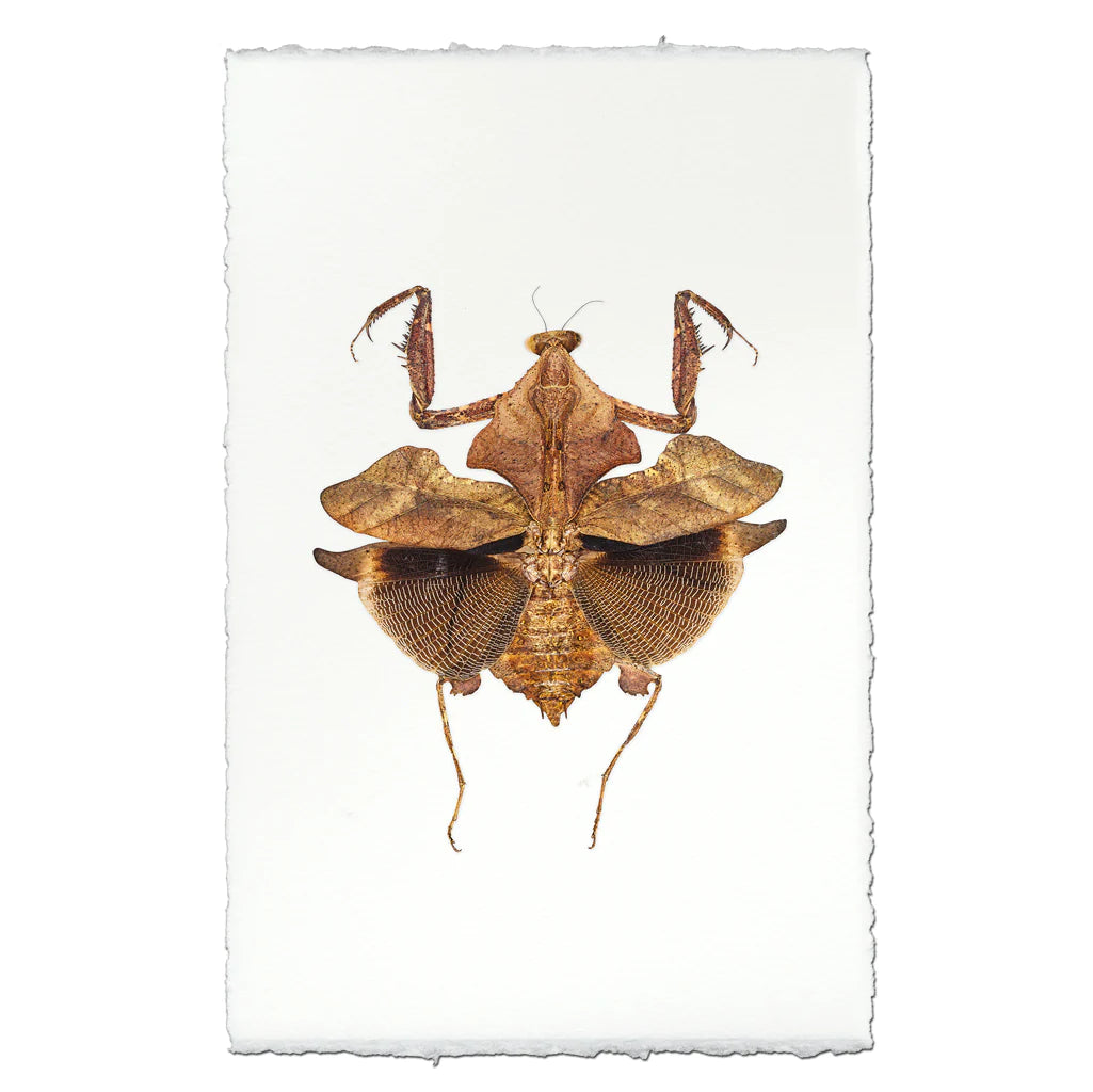 DEAD LEAF PRAYING MANTIS