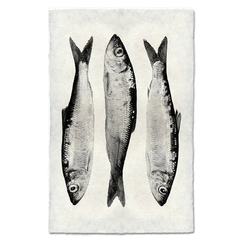 3 Herring, B&W
