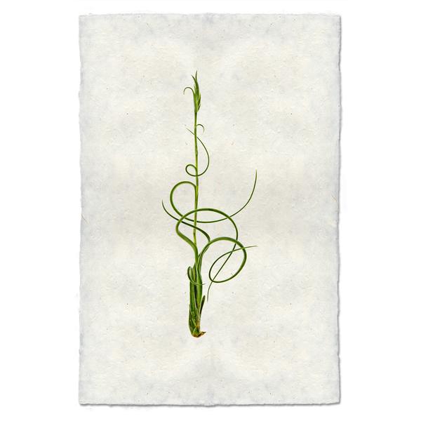 Tillandsia Capitata V. Balbisiana (AIR PLANT #4)
