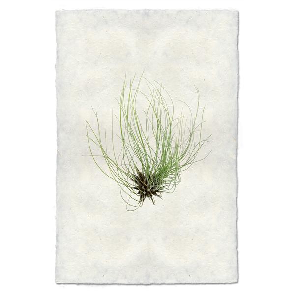 Tillandsia Fuchsii (AIR PLANT #6)