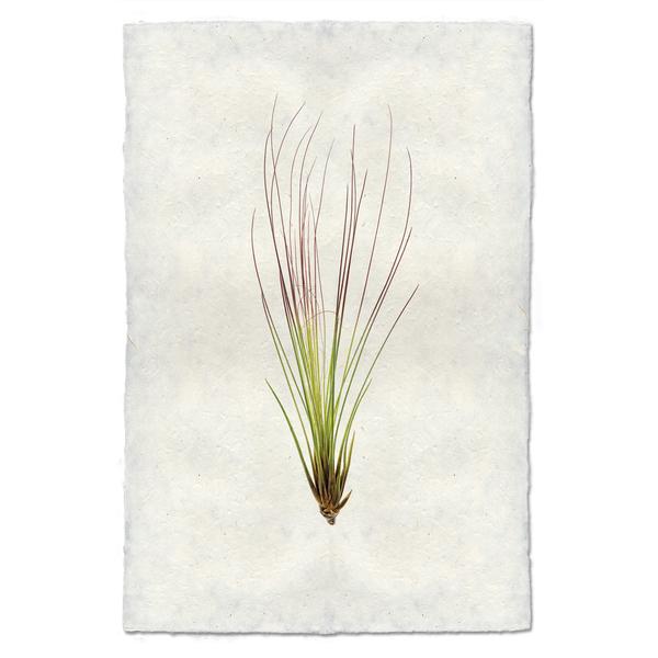 Tillandsia Juncifolia (AIR PLANT #7)