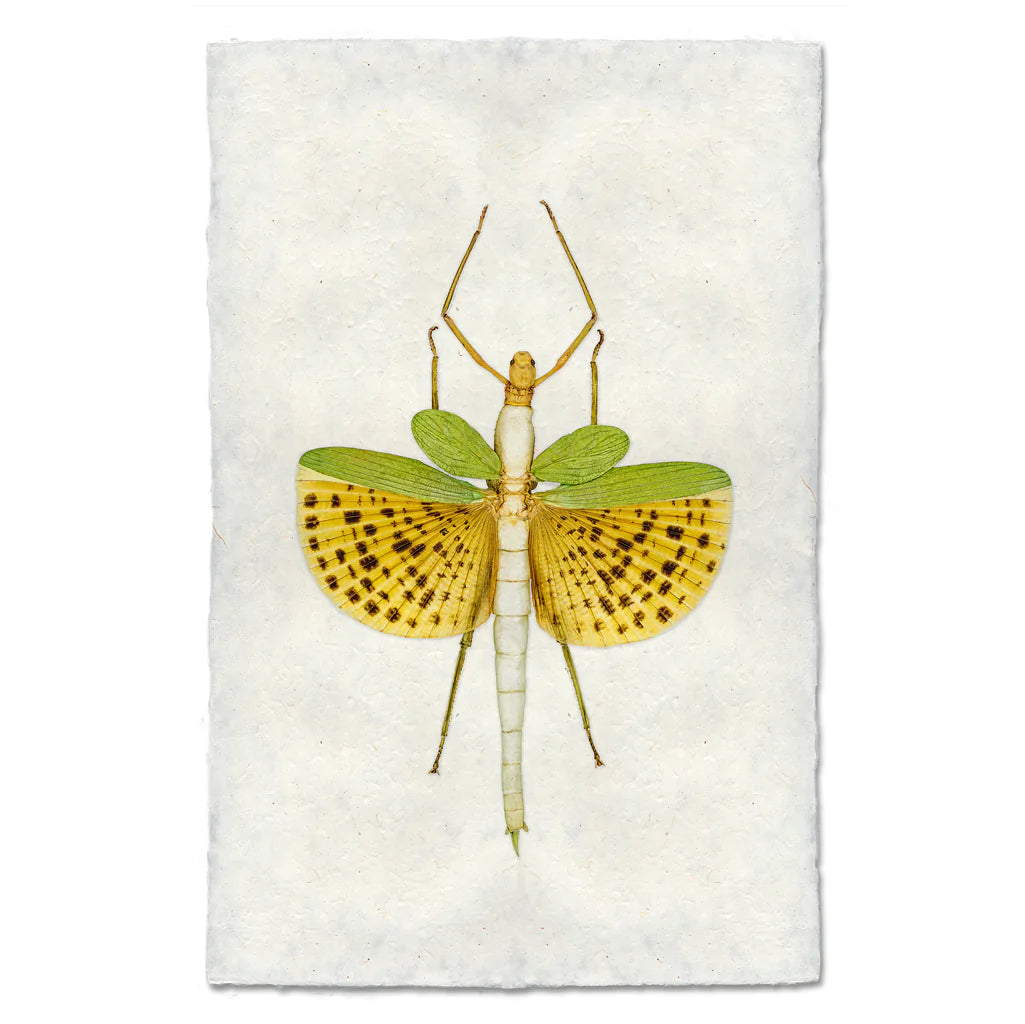 SPOTTED STICK BUG