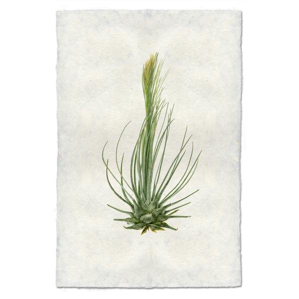 Tillandsia Plumosa (AIR PLANT #8)