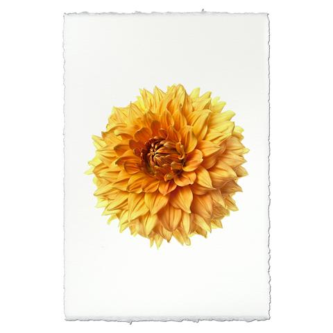 Orange Dahlias Enclosure Card Orange Dahlias Enclosure Card