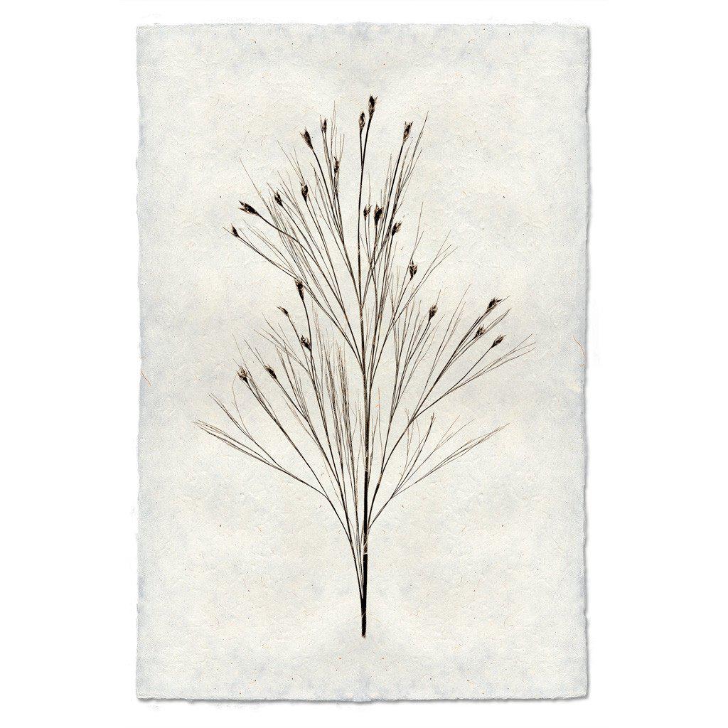 BELL REED