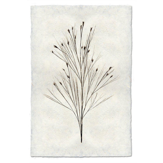 BELL REED