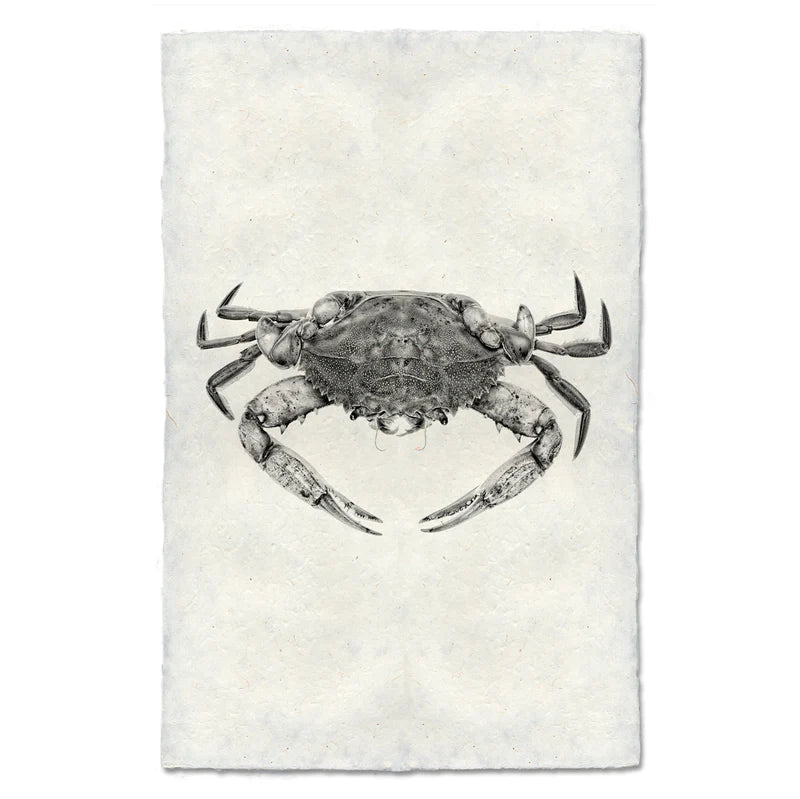 Copy of Blue Crab, B&W