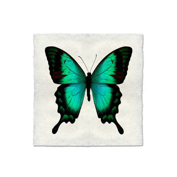 Butterfly #1 Print