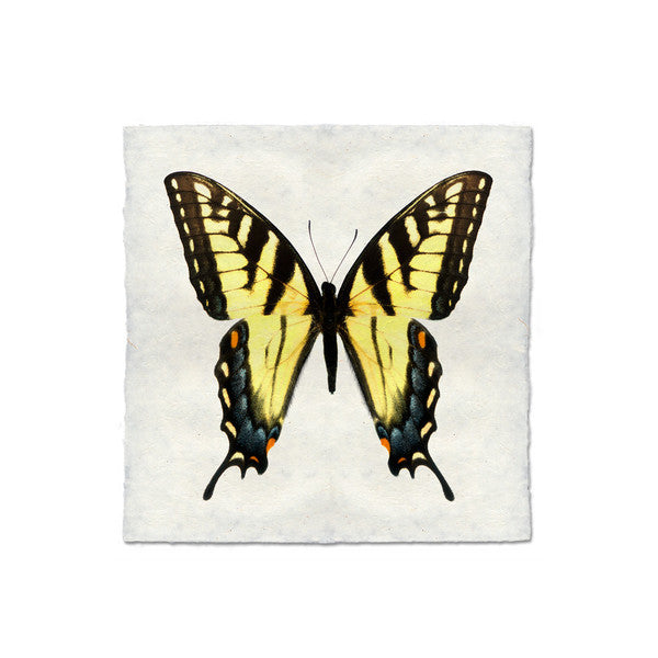 Butterfly #3 Print