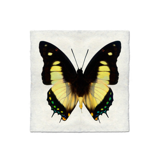Butterfly #5