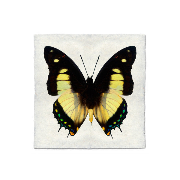Butterfly #5  Print