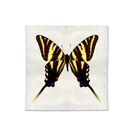 Butterfly #8