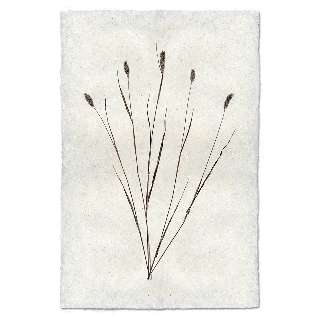 CANARY GRASS