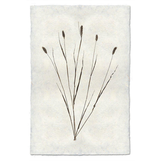 CANARY GRASS