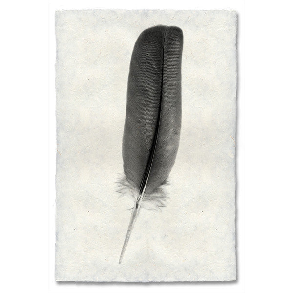Dove feather