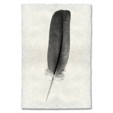 Feather #4 Print (Dove)