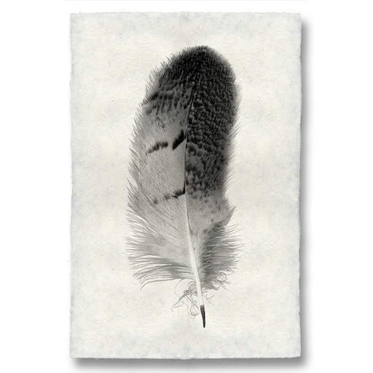 Owl feather