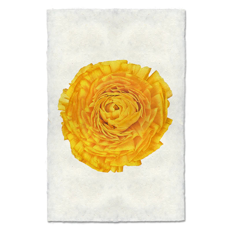 GOLD RANUNCULUS