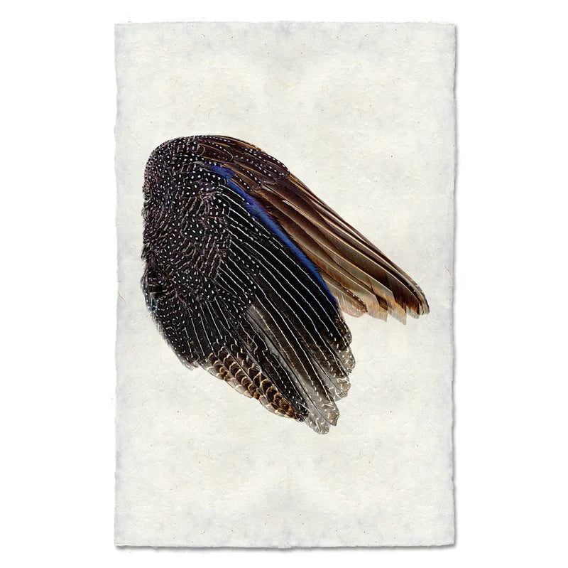 Guinea Fowl Wing, Right