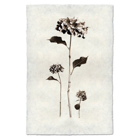"Hydrangea" Flower Print